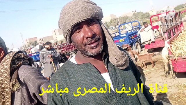 عروض بيع الاغنام والماعز سوق السبت اسنا الاقصر اليوم#عروض-بيع-اغنام-ماعز