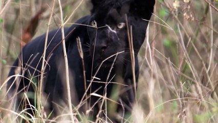 La Pantera Negra ｜El  Depredador supremo de la selva