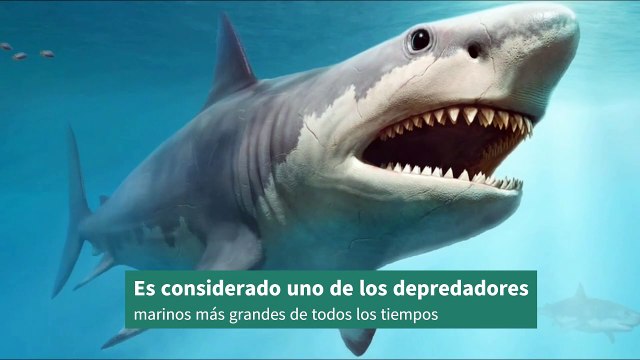 El Megalodón： El Depredador Prehistórico más Temible ｜ Descubre sus Secretos