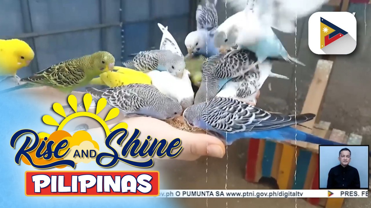 Wednesday Pets' Day: Lovebirds
