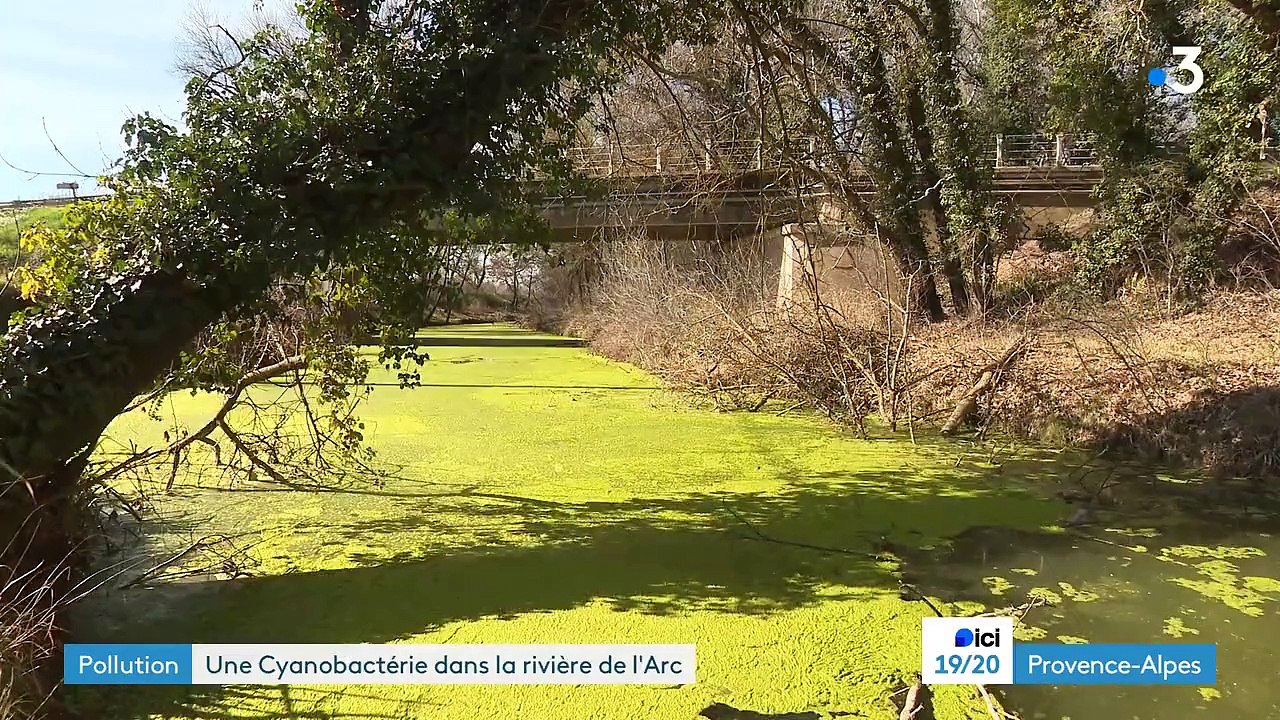 Larc pollué à TRETS par une algue REPORTAGE FRANCE3 20FEV2024