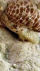 Indian teetar ki masti