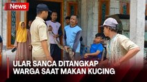 Ular Sanca Sepanjang 3,5 Meter Ditangkap Warga Bojonegoro saat Makan Kucing