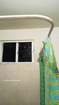 Una #Araña Patona en el baño tambien ahi vive otro aracnido cazador de moscas #shorts #insectos