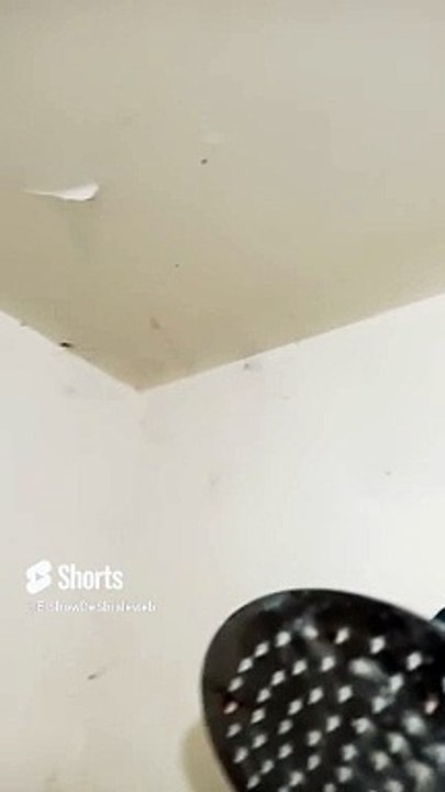 Una mosca se salva de la telaraña de la araña patona #shorts #insectos #mascotas #animales #fauna