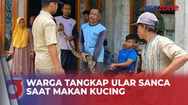 Detik-Detik Warga Tangkap Ular Sanca Sepanjang 3,5 Meter saat Makan Kucing