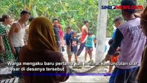 Bikin Geger! Ular Sanca Sepanjang 3,5 Meter Makan Kucing di Bojonegoro