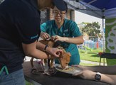 Free pet care for disadvantaged community members