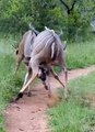 Lions Ambush Fighting Kudu Bulls