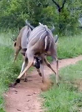 Lions Ambush Fighting Kudu Bulls