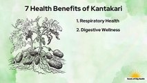 Experience the Magic of Kantakari herb! #AyurvedaShorts #KantakariMagic #HealthTips #ayurvedahealing