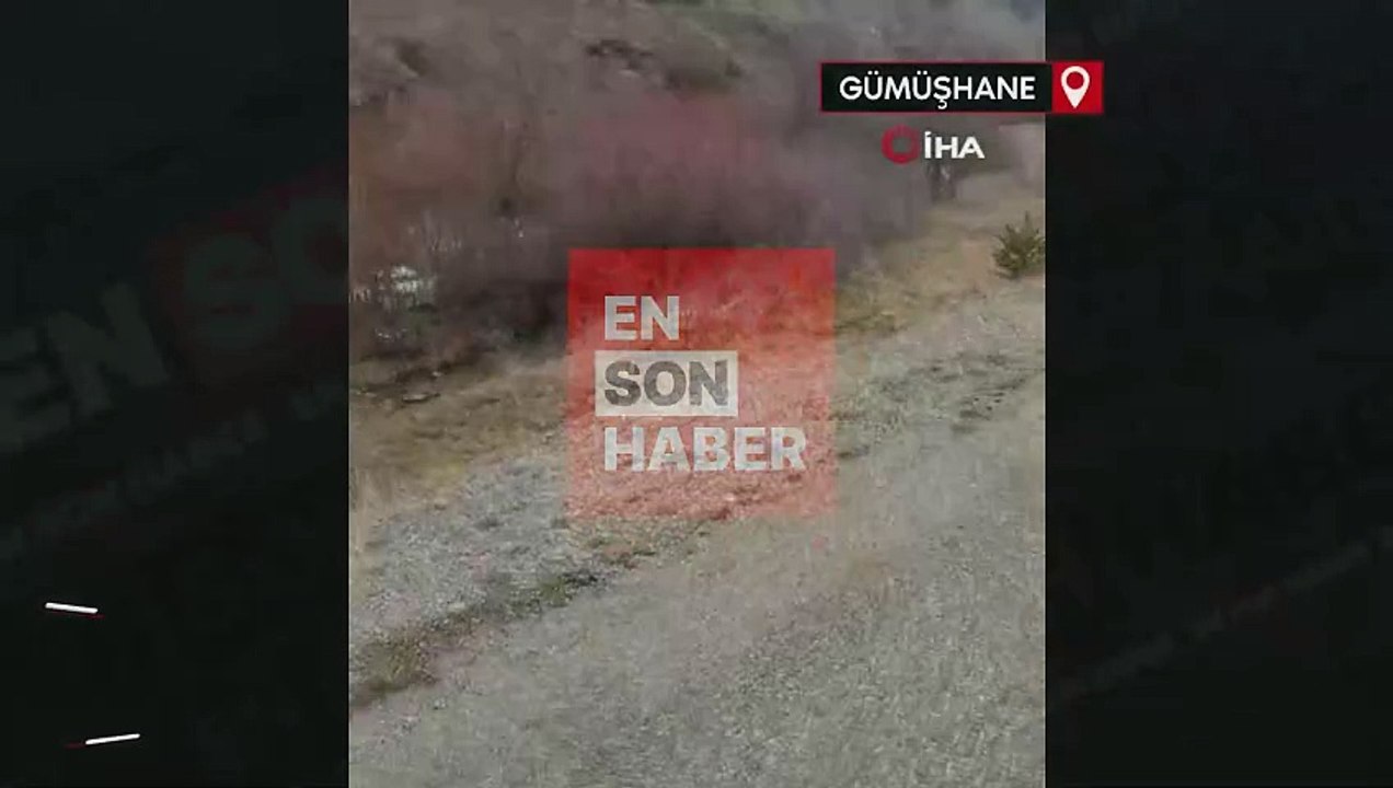 Ormanların hayaleti Vaşak, Gümüşhane’de görüntülendi