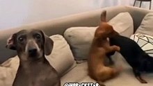 crazy animals from internet pt.4