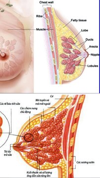 Bệnh Viện Thẩm Mỹ Emcas - Tin Tức Mới Nhất 24h Qua