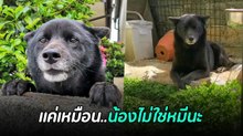 เพื่อนบ้านสะดุ้งมีคนเลี้ยงหมีดำ.. เจ้าของรีบเบรกเดี๋ยวก่อนน้องไม่ใช่นะ