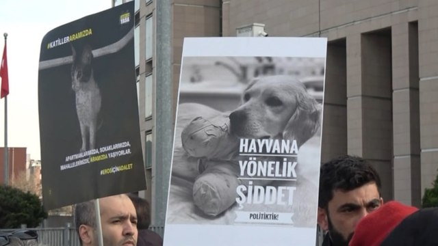 Kedileri kezzapla katletmişti, 7 yıla kadar hapsi istendi