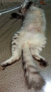 Sleeping cat / Kucing anggora lagi tidur