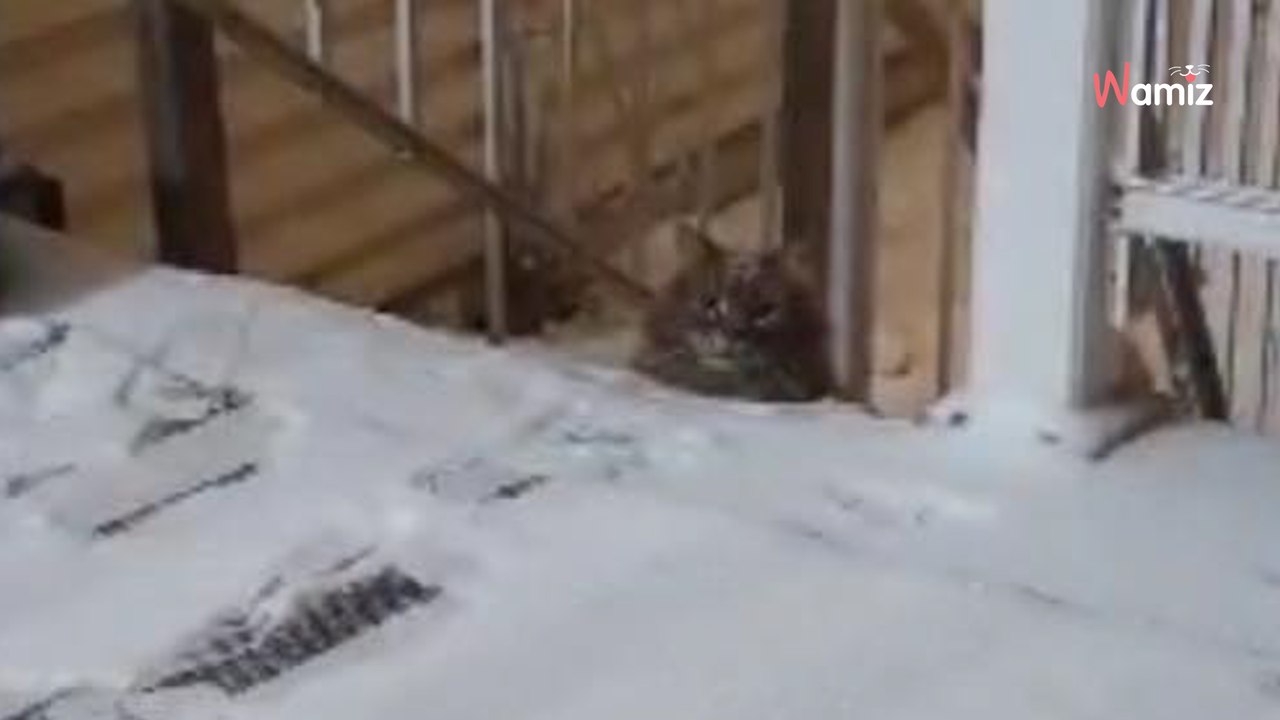 Lors d'une tempête de neige au Canada, une famille essaie durant toute la nuit de mettre un chat en sécurité