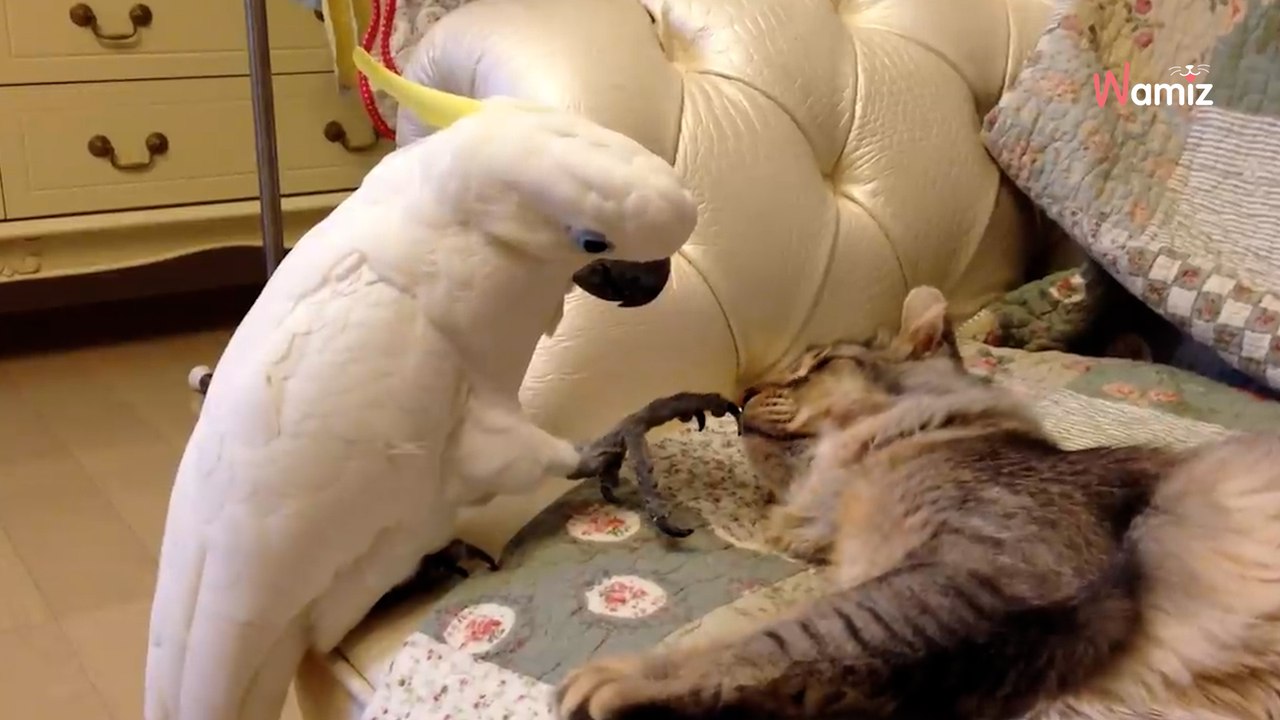 Papagei möchte Katze streicheln, aber hat seine Rechnung ohne die Mieze gemacht!