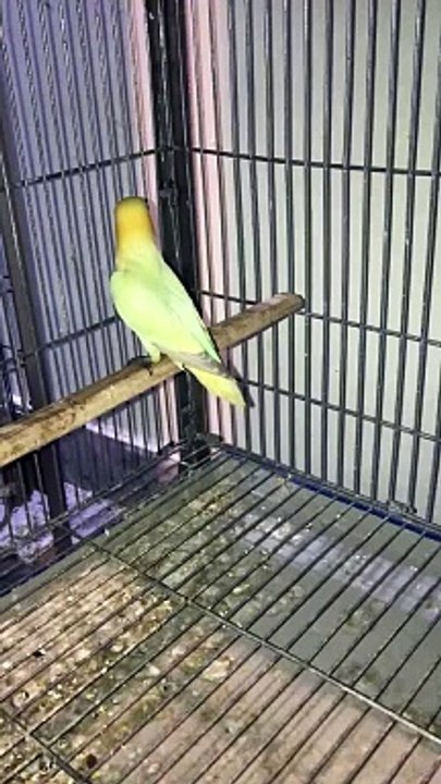 Lovebird parblue opline