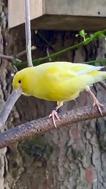 Oiseaux avec des sonneries formidable