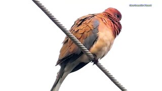 Laughing Dove Behaviour and Life Span