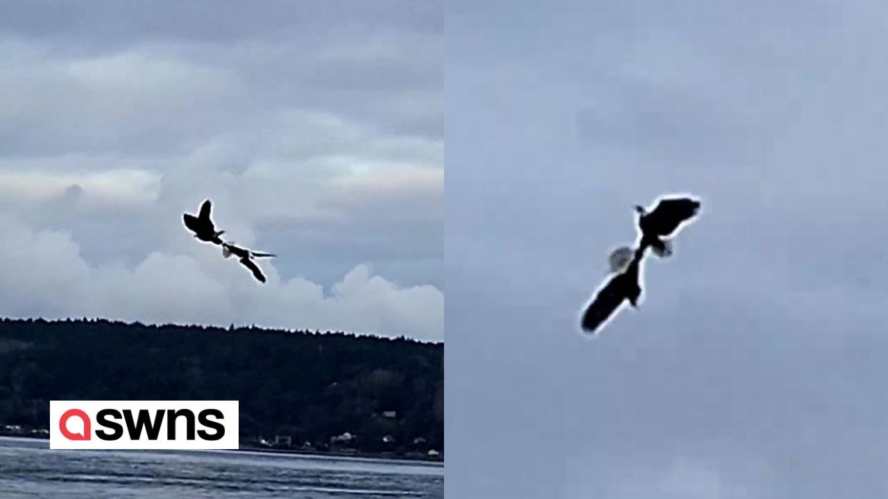 Adler bei der Balz - sie verschränken ihre Krallen und drehen sich unkontrolliert.