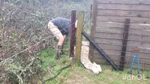 Alpaca trapped in fence for 16 hours gets rescued