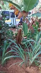 Ônibus escolar cai em ribanceira com alunos a bordo no interior de Pernambuco