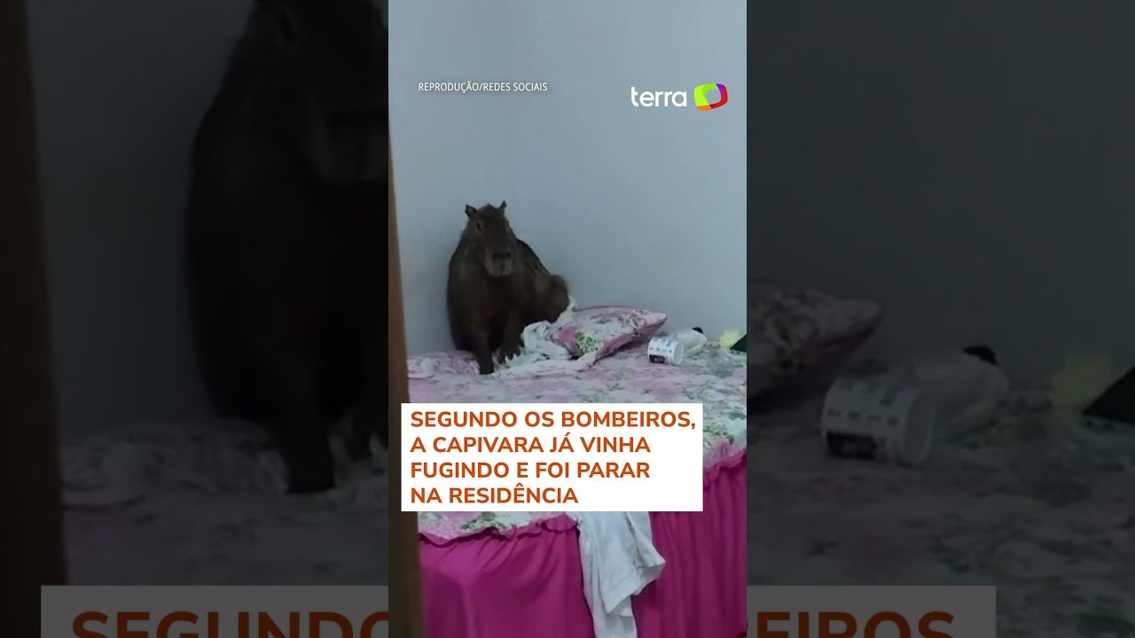 Capivara 'invade' casa e sobe em cama de moradora em MT #shorts