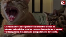 Más de 300 gatos son rescatados de un departamento abandonado