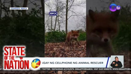 Fox, tumangay ng cellphone ng animal rescuer | SONA