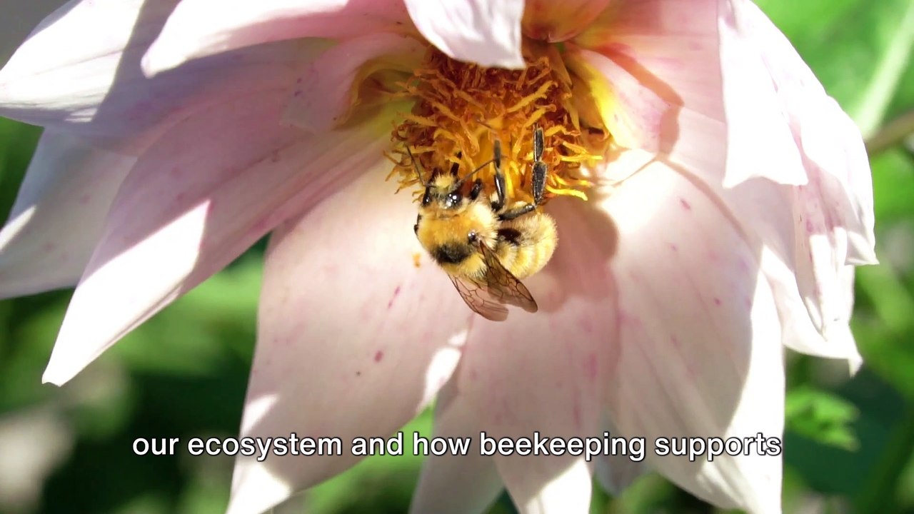 @ Beekeeping 101_ A Buzzing Adventure