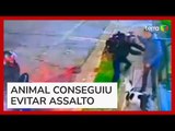 Cachorro se joga em homem, protege tutor e evita assalto em Santo André (SP)