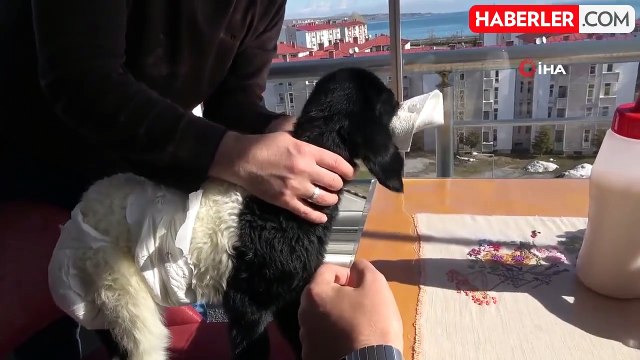 Sahiplendiği kuzuyu biberonla besleyip, birlikte televizyon izliyorlar