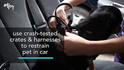 Stress-Free Travel With Pets? Yes, It Is Possible