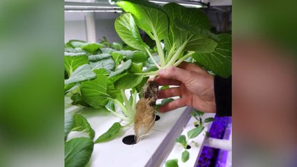 La santé des sols est la clé d’une agriculture durable