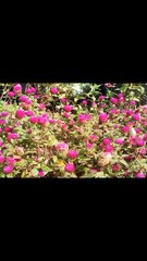 Tumbuhan Ini Dapat Menyembuhkan Berbagai Macam Penyakit