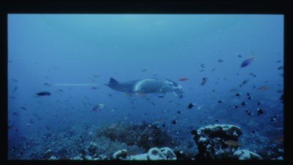 Ludovico Einaudi - Un Mondo A Parte (Visualiser)