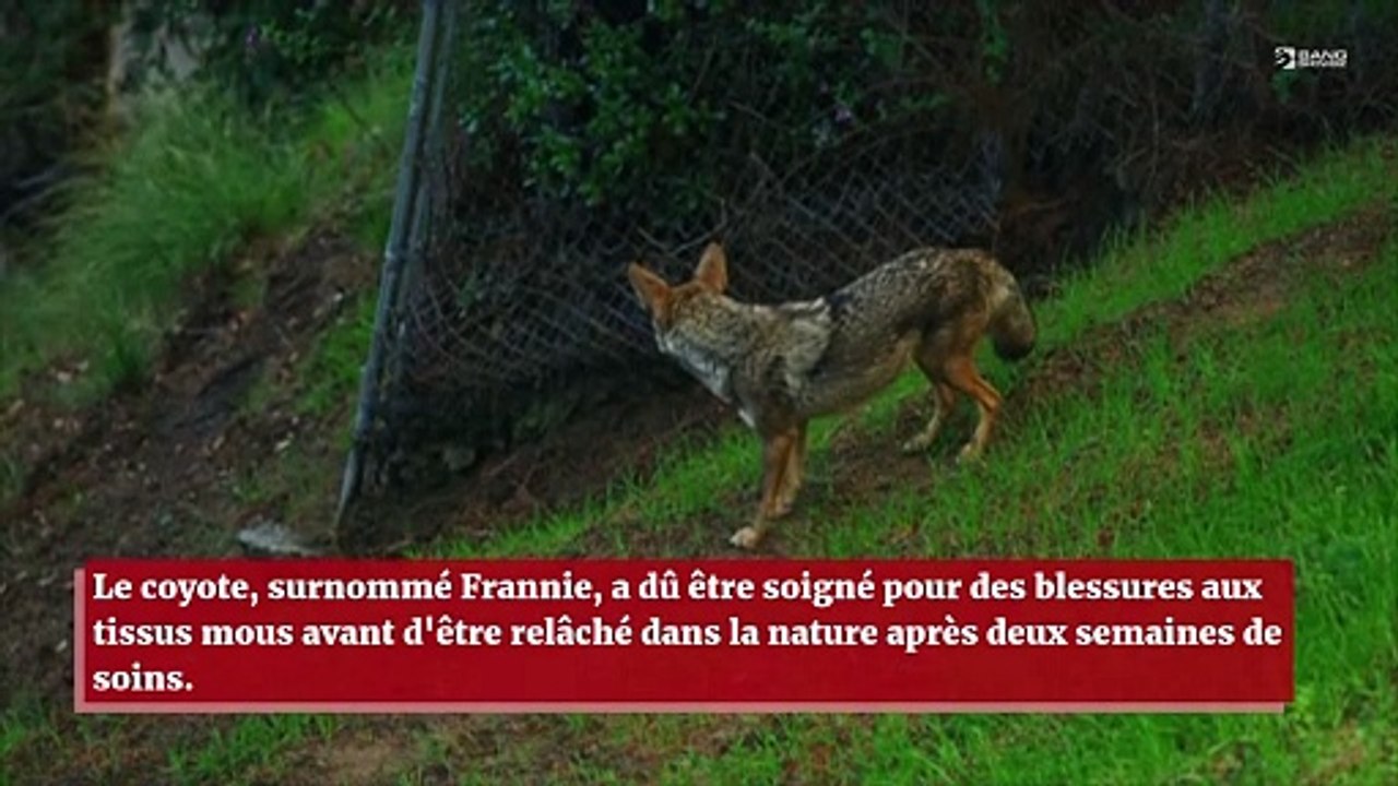Un coyote se coince la tête dans une statue
