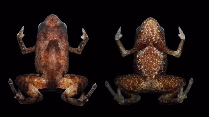 Scientists Confirm Discovering ‘Smallest Frog in the World’ Was No Easy Feat