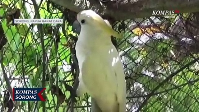 15 Ekor Satwa Dilindungi Diamankan BKSDA Papua Barat Sebelum Dilepas ke Alam