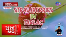 Strawberries, namumunga na rin sa … Tarlac?! | Dapat Alam Mo!
