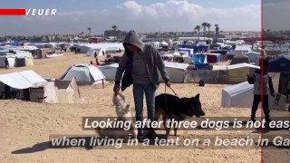 Displaced Gaza Teenager Finds Solace in His Displaced Dogs
