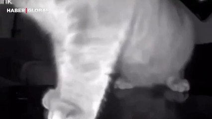Uzaktan kumandayı kimin çiğnediğini kanıtlayan kedi kahkahaya boğdu: ''Arkadaşını ispiyonladı''