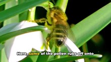 @ The Magic of Pollination_ Nature's Tiny Insects