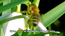 @ The Magic of Pollination_ Nature's Tiny Insects