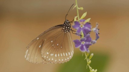 Bande annonce de "Le message des papillons"