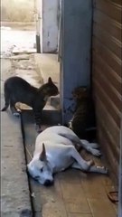 Cat Fight ft. Sleeping Dog #funny