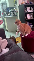Orange Cat Catches Treat